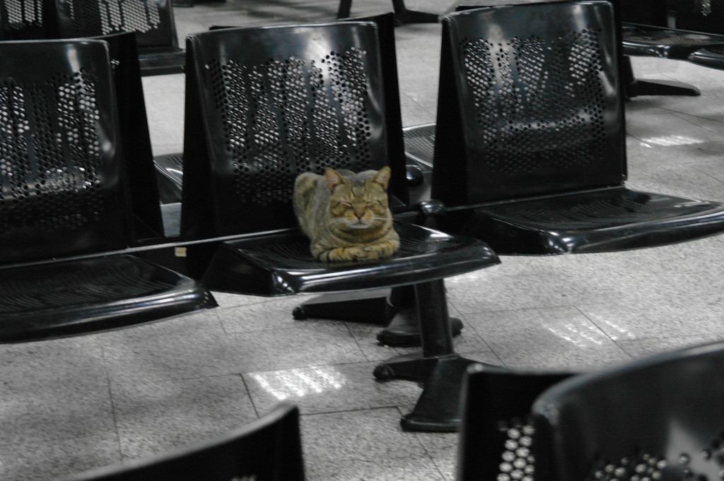 Pet cat at Tunis airport
